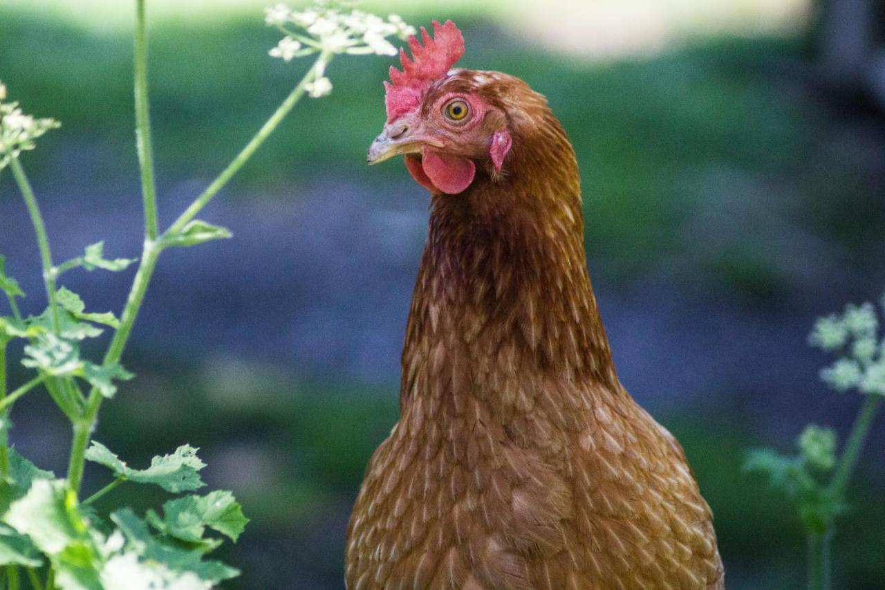 Agri-B&B Lou Col Canosio Εξωτερικό φωτογραφία